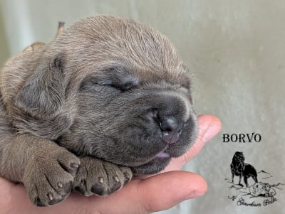 Les chiots de Cane Corso