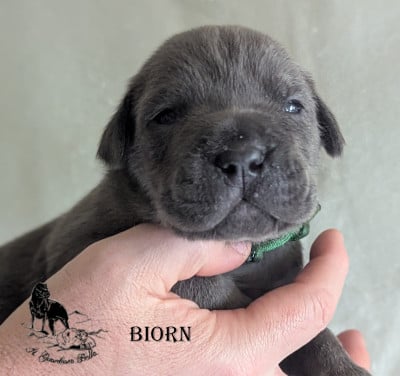 Les chiots de Cane Corso