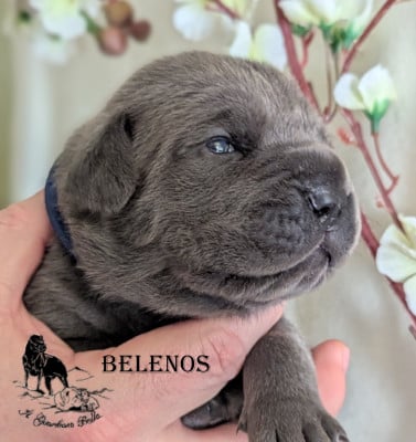 Les chiots de Cane Corso