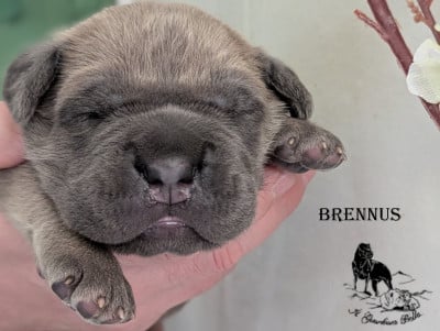 Les chiots de Cane Corso