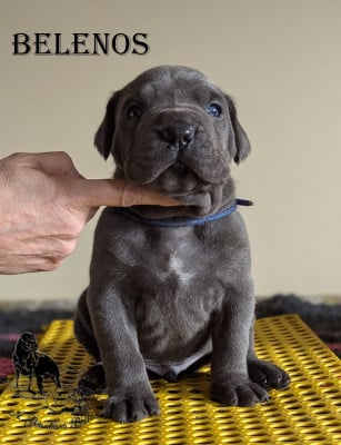 Les chiots de Cane Corso