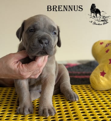 Les chiots de Cane Corso