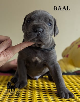 Les chiots de Cane Corso