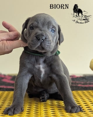 Les chiots de Cane Corso