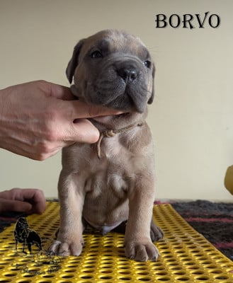 Les chiots de Cane Corso