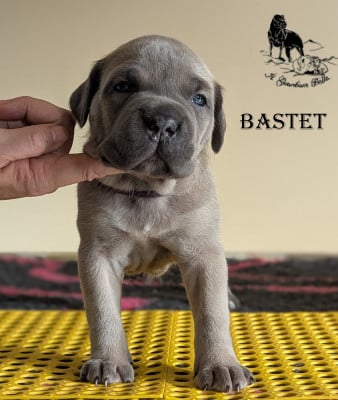 Les chiots de Cane Corso