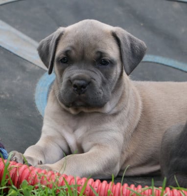Les chiots de Cane Corso