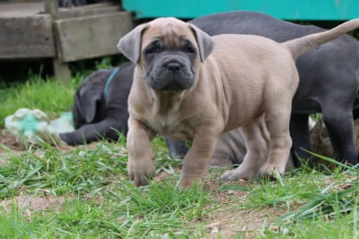 Les chiots de Cane Corso