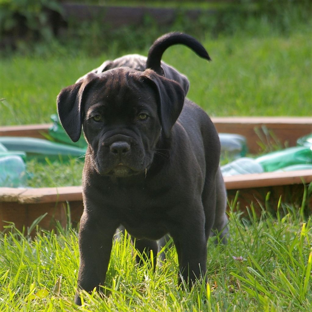 Oetaeus Il Guardiano Bella