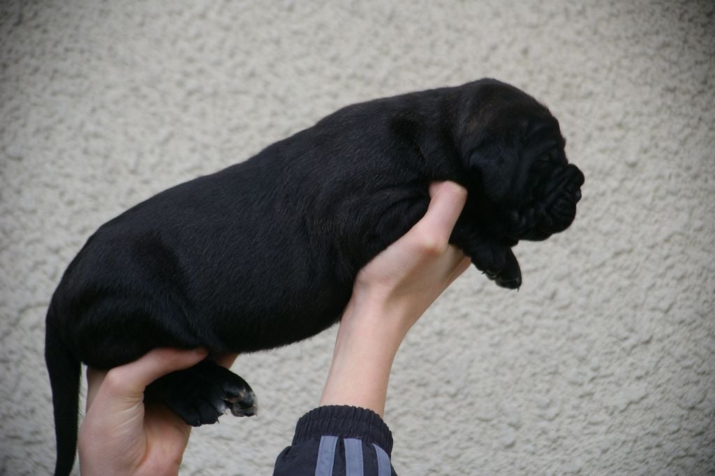 Onyx Il Guardiano Bella