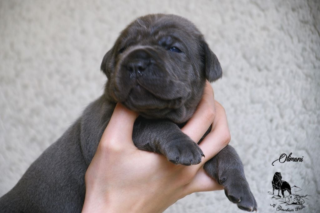 Olimani Il Guardiano Bella