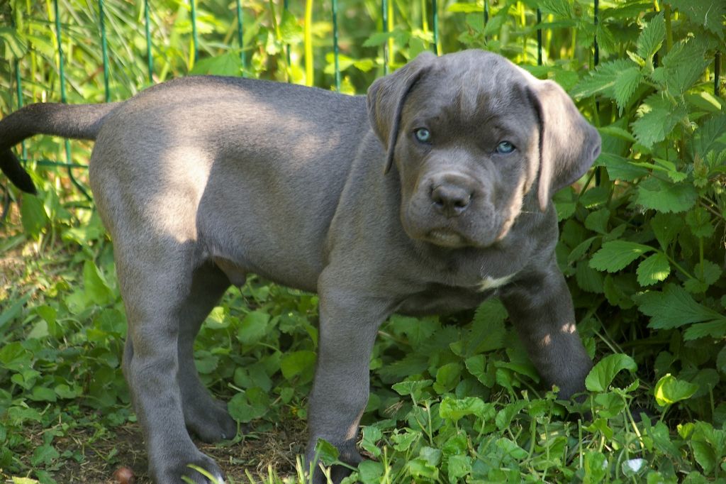 Orion Il Guardiano Bella