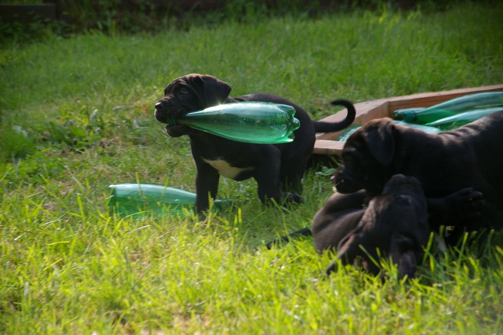 Odysséus Il Guardiano Bella
