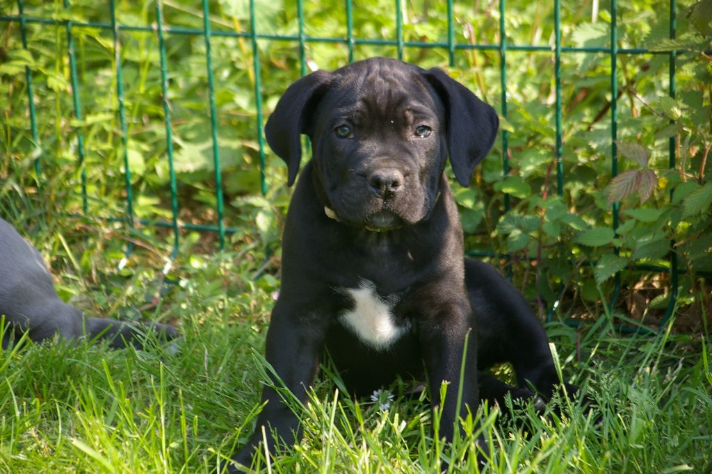 Optimus Il Guardiano Bella