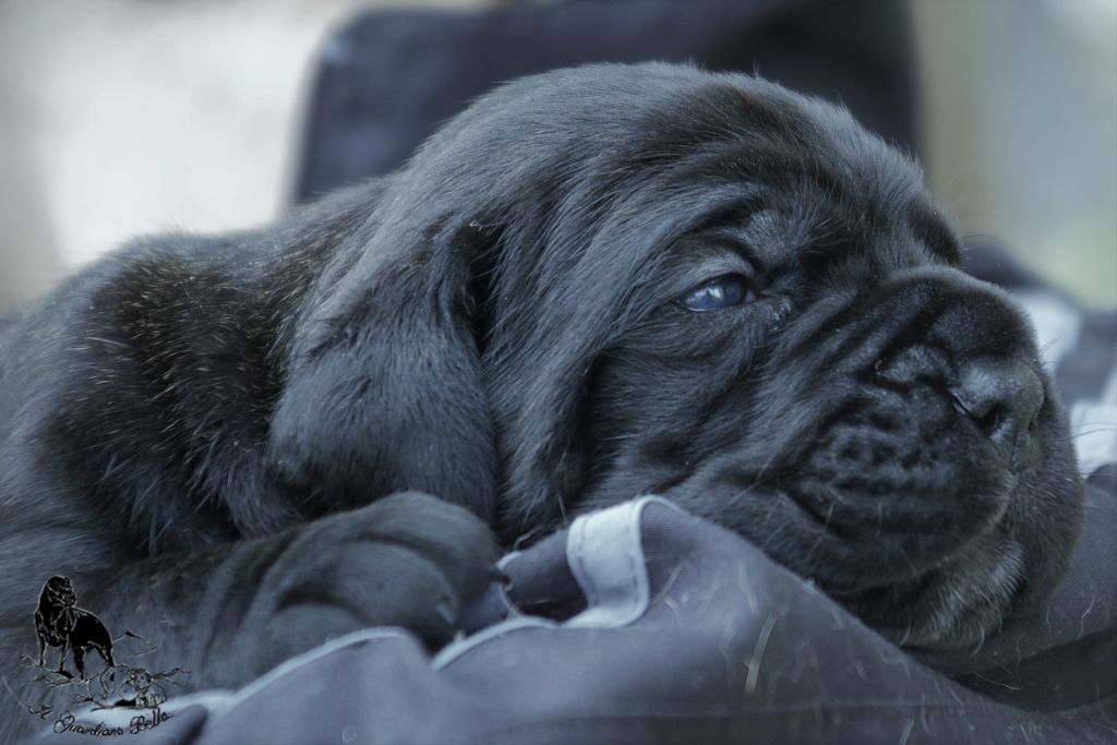 Onyx Il Guardiano Bella