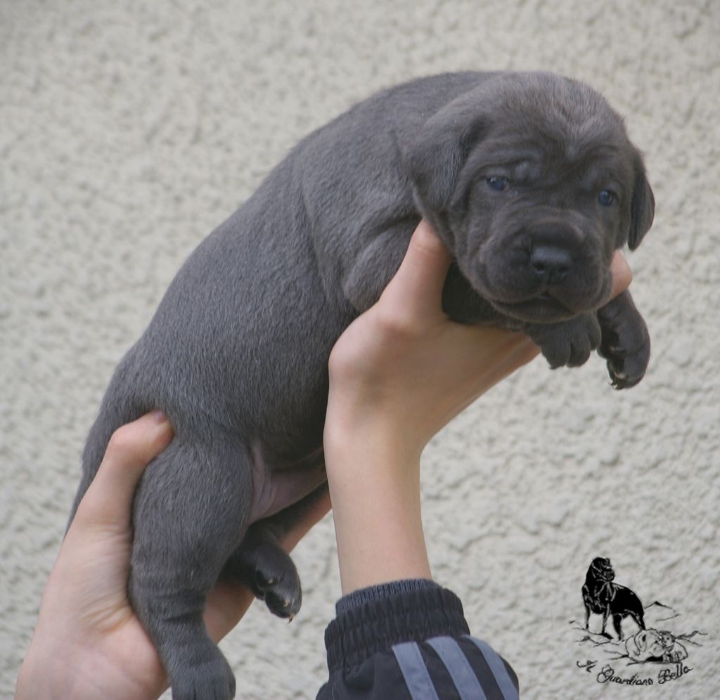 Olimani Il Guardiano Bella