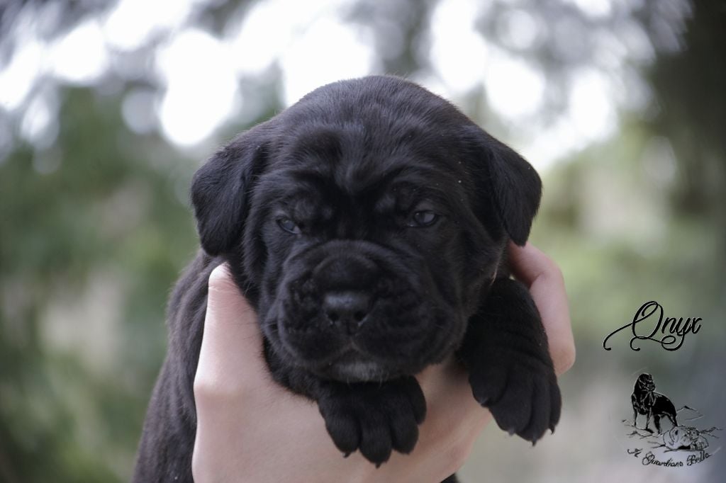 Onyx Il Guardiano Bella