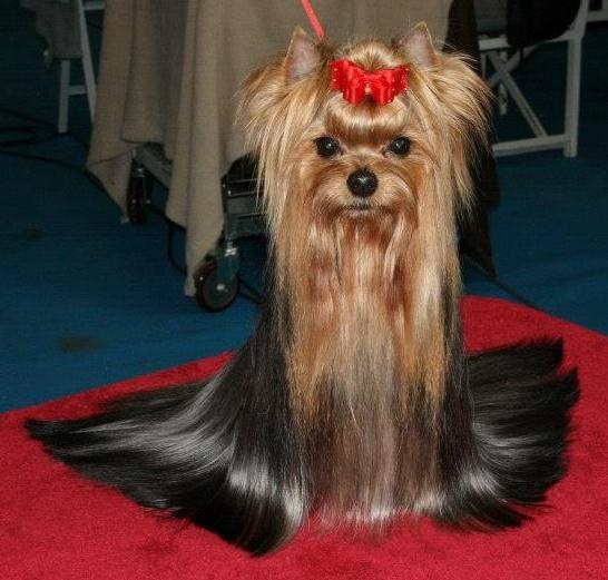 CH. The boss de Nuberali - EXC. 1º Classe Intermédiaire et RCAC