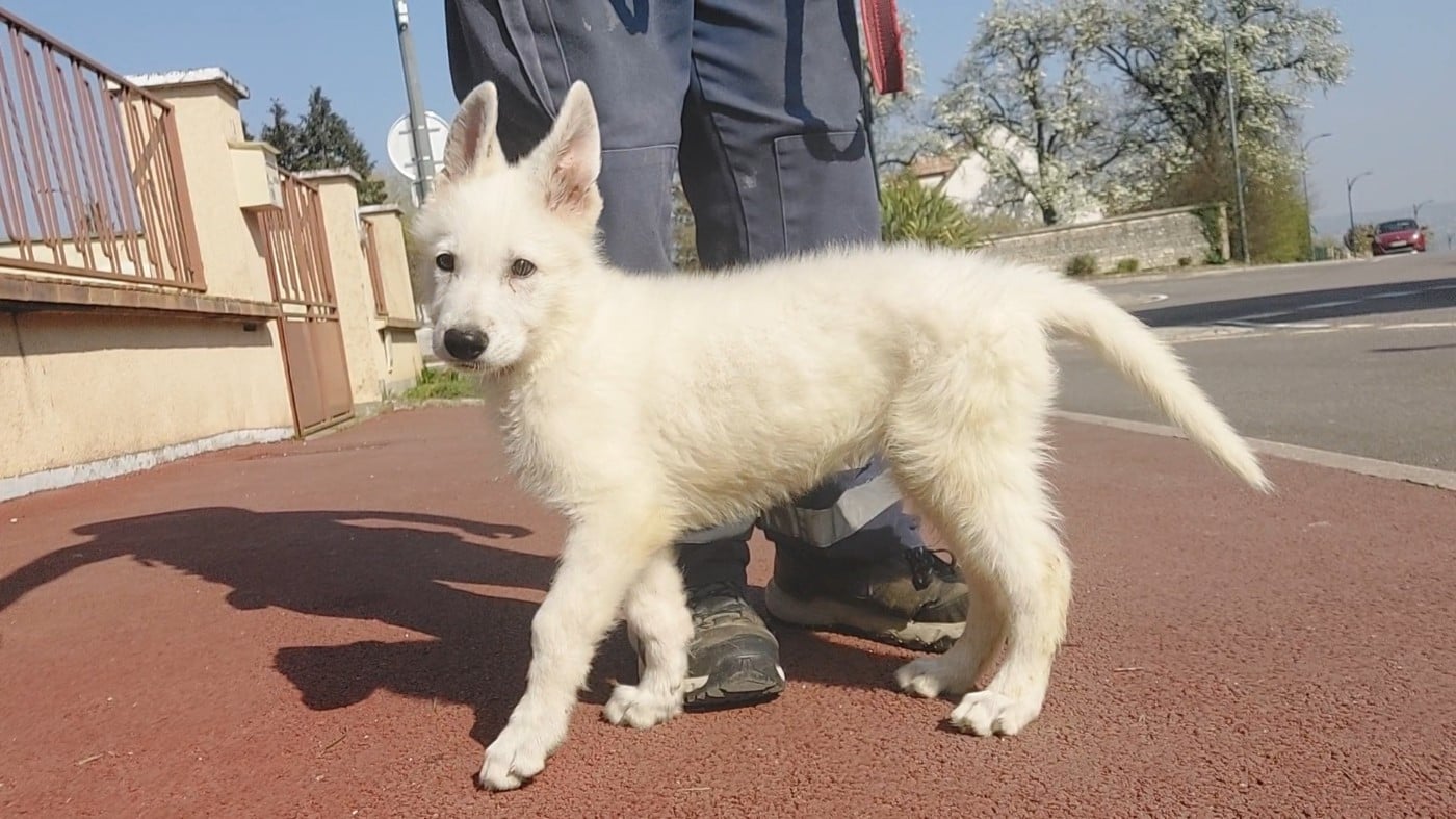 Berger Blanc Suisse - des Petites Pattes Blanches