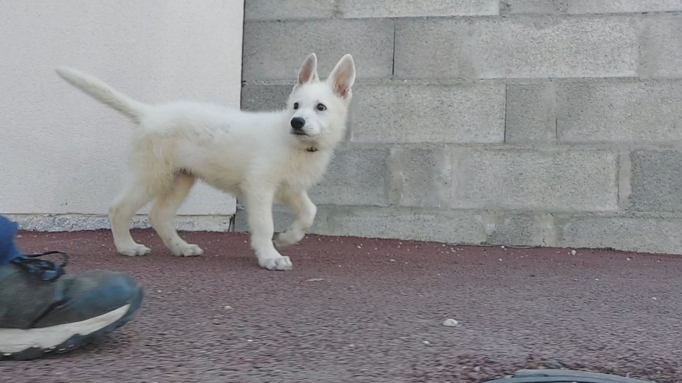 Berger Blanc Suisse - des Petites Pattes Blanches