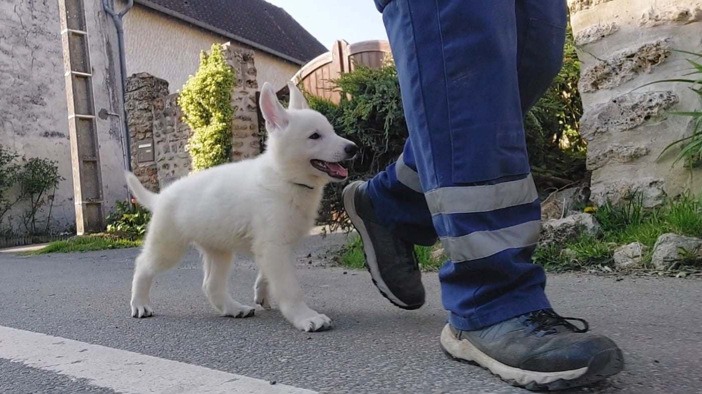 Berger Blanc Suisse - des Petites Pattes Blanches