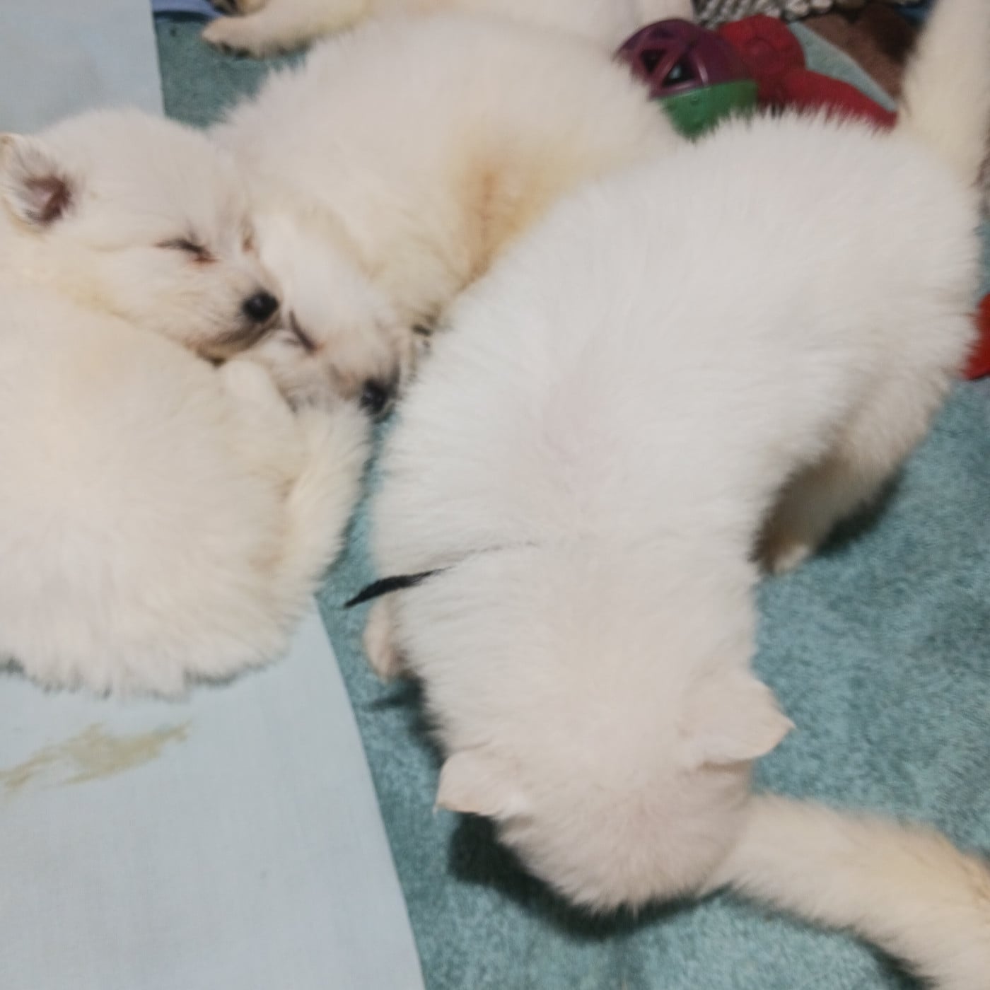 Berger Blanc Suisse - des Petites Pattes Blanches