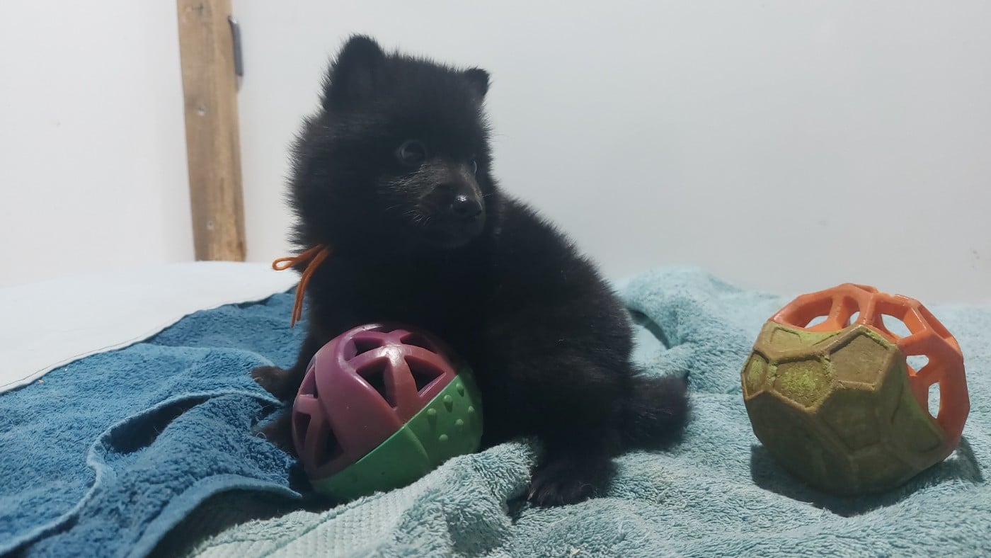 Schipperke - des Petites Pattes Blanches