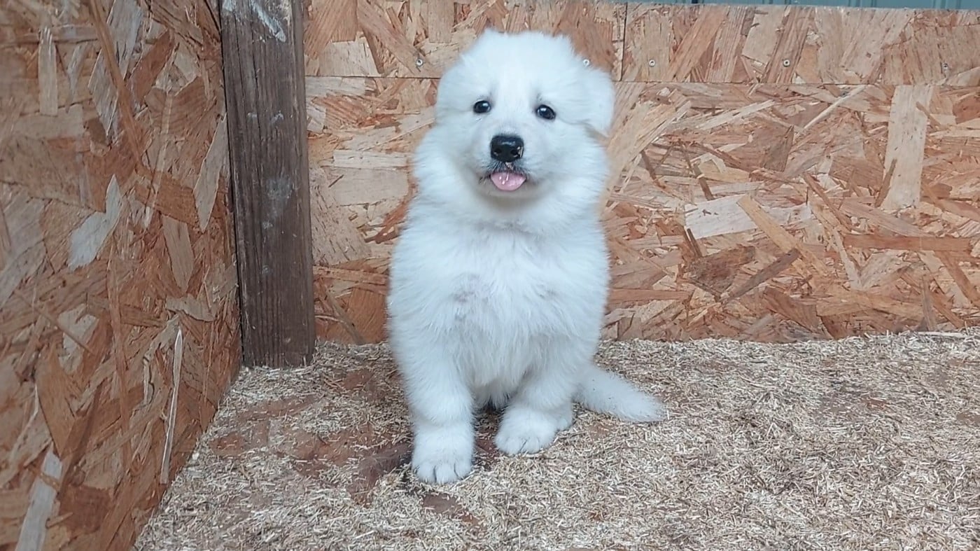 Berger Blanc Suisse - des Petites Pattes Blanches