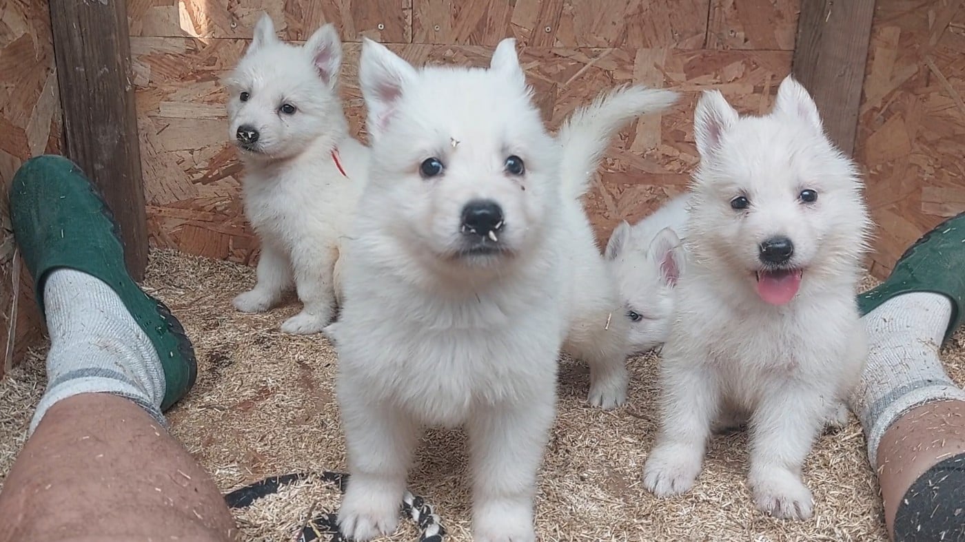 Berger Blanc Suisse - des Petites Pattes Blanches