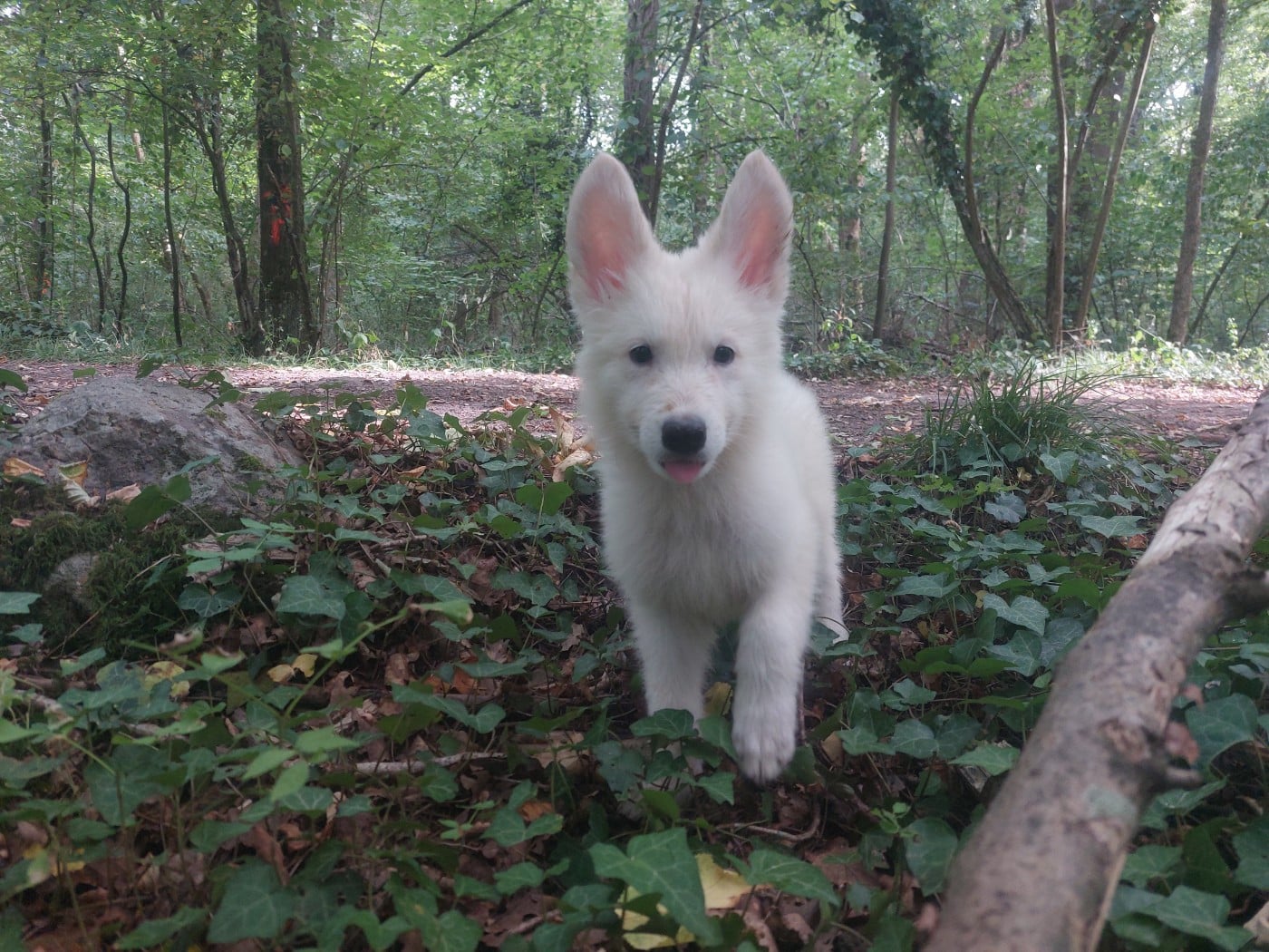 Berger Blanc Suisse - des Petites Pattes Blanches