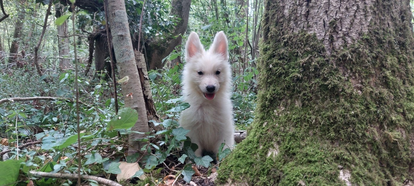 Berger Blanc Suisse - des Petites Pattes Blanches