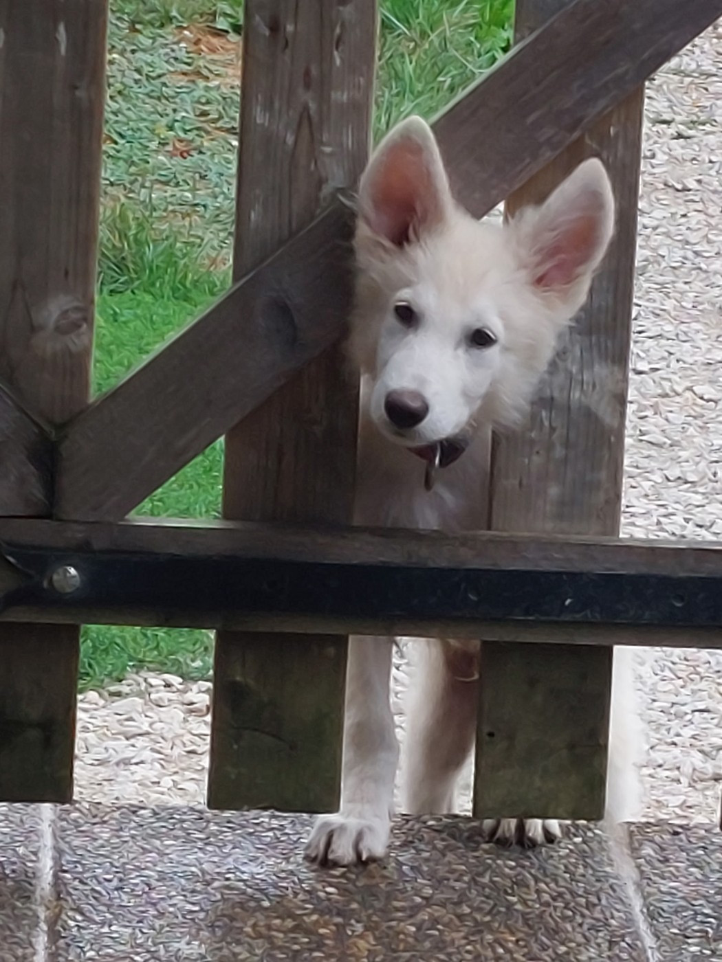 Bosko