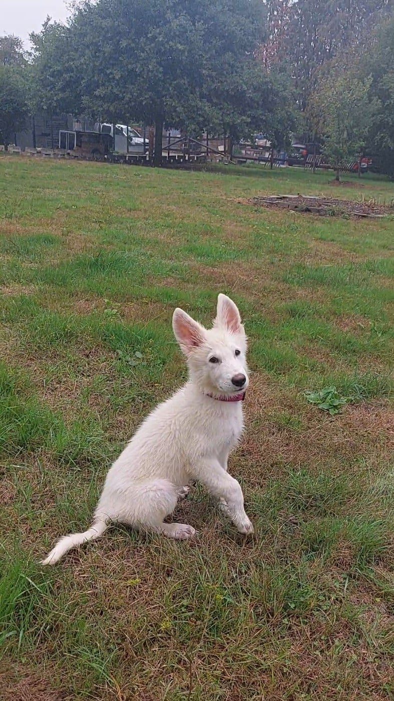 Bosko