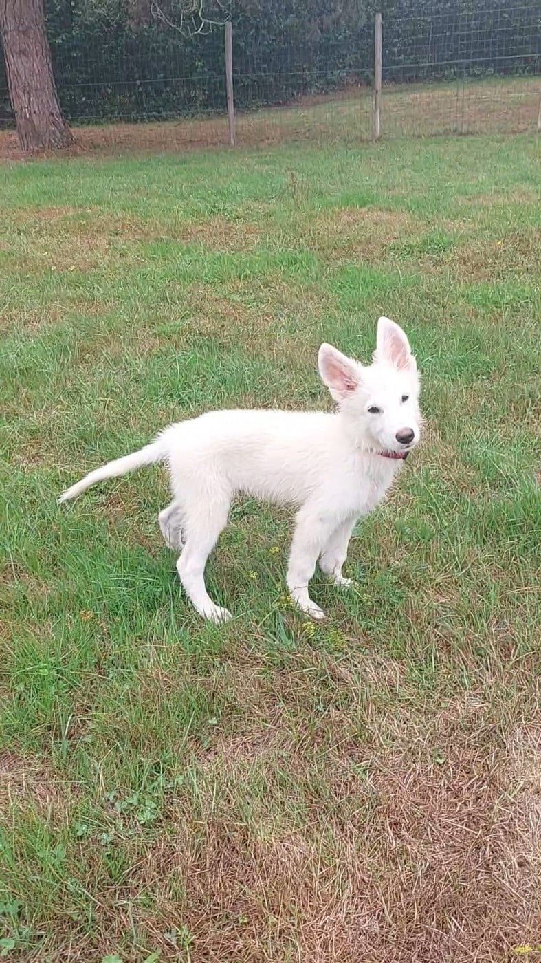 Bosko