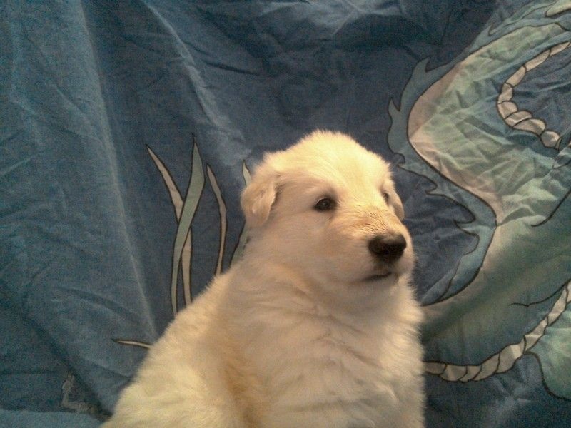 CHIOT