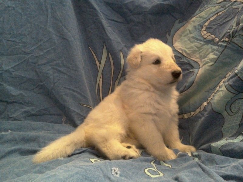CHIOT