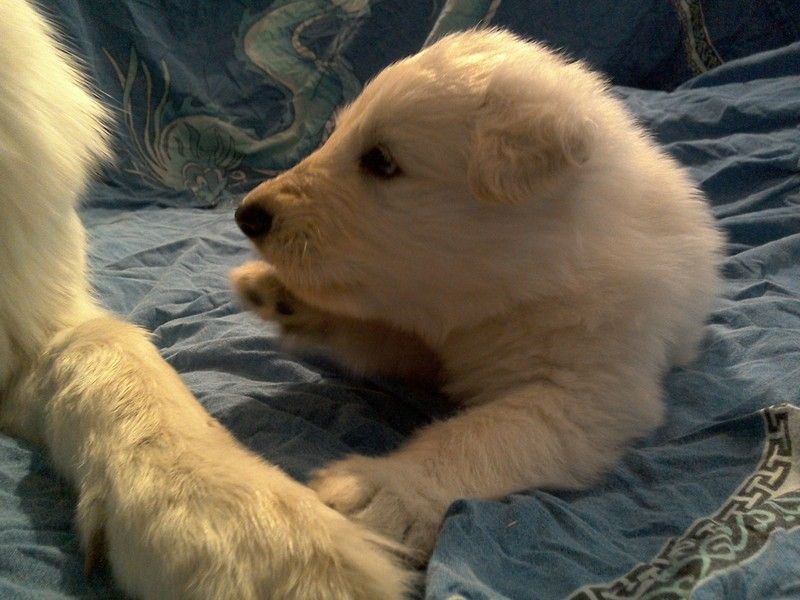 CHIOT