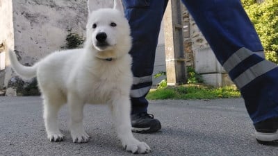 Les chiots de Berger Blanc Suisse