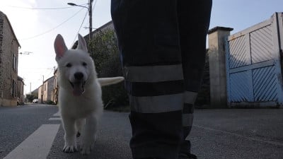 Les chiots de Berger Blanc Suisse