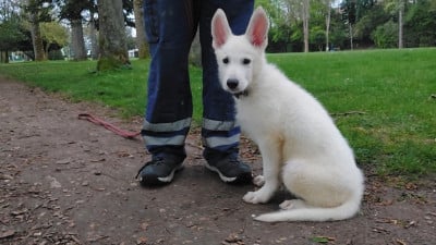 Les chiots de Berger Blanc Suisse