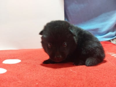 Schipperke