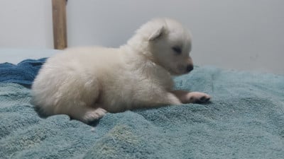 Les chiots de Berger Blanc Suisse