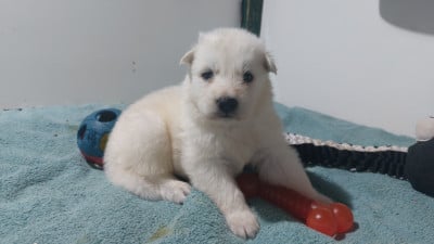 Les chiots de Berger Blanc Suisse