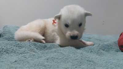 Les chiots de Berger Blanc Suisse