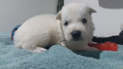 Les chiots de Berger Blanc Suisse