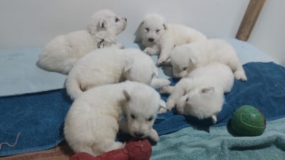 collier turquoise - Berger Blanc Suisse