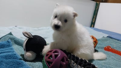 Les chiots de Berger Blanc Suisse