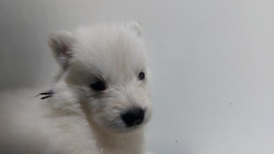 Les chiots de Berger Blanc Suisse