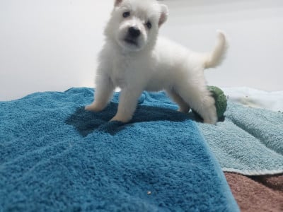 Les chiots de Berger Blanc Suisse