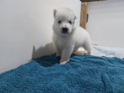 Les chiots de Berger Blanc Suisse
